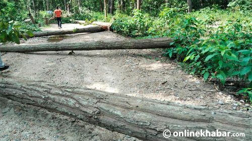 जेनजी आन्दोलनको नाममा बर्दिबास वनमा १८३ वटा सालको रुख काटियो
