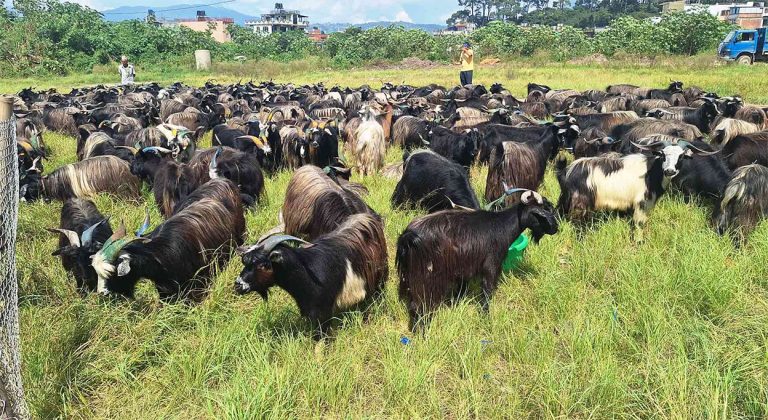 भक्तपुरमा दशैंका लागि च्याङ्ग्रा ल्याइयो
