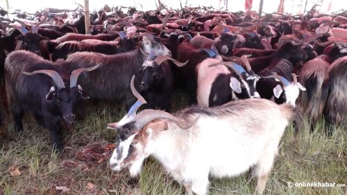 भक्तपुरको सल्लाघारी ल्याइयो भेँडा च्याङ्ग्रा