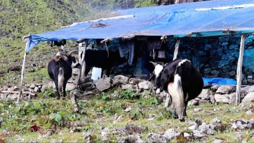 जलवायु परिवर्तनका कारण संकटमा चौँरीपालन व्यवसाय