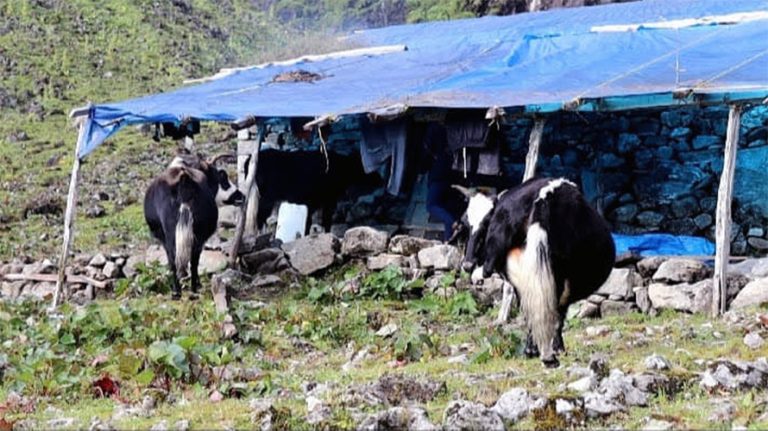 जलवायु परिवर्तनका कारण संकटमा चौँरीपालन व्यवसाय