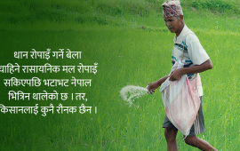 रोपाइँ सकिएपछि भित्रियो मल, किसानलाई हर्ष न बिस्मात