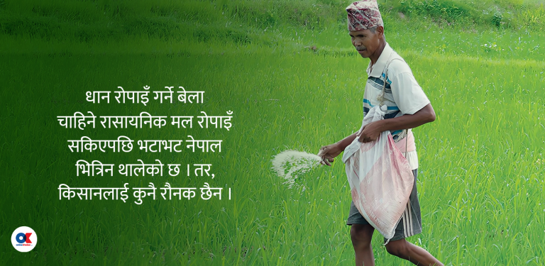 रोपाइँ सकिएपछि भित्रियो मल, किसानलाई हर्ष न बिस्मात