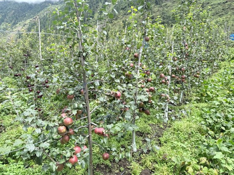धमाधम स्याउ टिप्दै  उत्तरी गोरखाका किसान