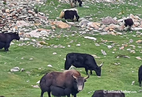 हुम्लामा घरपालुवा चाैरीसँगै भेटिन थाले वनचाैरी