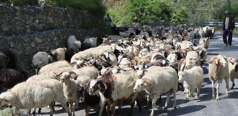 यस वर्ष सस्तियो भेडाच्याङग्राको मूल्य