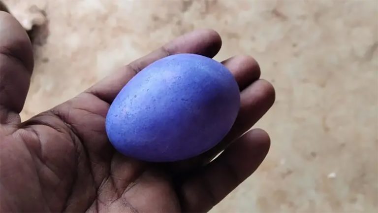 भारतमा कुखुराले निलो अण्डा पारेपछि…