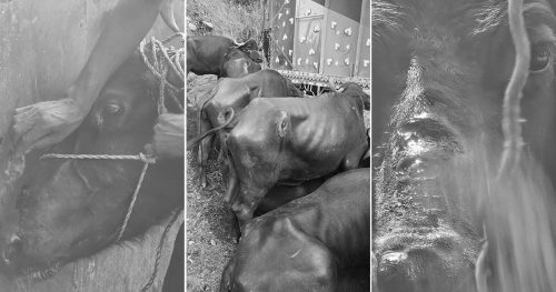 पशु ढुवानीमा उस्तै क्रुरता, ट्रकमा कोचेका राँगाभैंसी घाइते र बिरामी