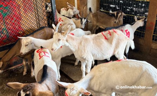 अमेरिकामा दशैं : खसी किन्नेको घुइँचो, मेरिल्याण्डमा ‘दशैं डे’ मनाइने