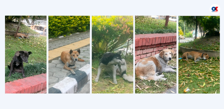 खण्डहर सिंहदरबारमा भोकले लखतरान कुकुरहरू (तस्वीरहरू)