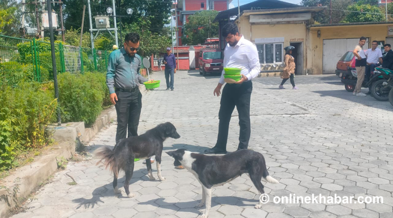 सिंहदरबारका भोका कुकुरले पाए आहारा