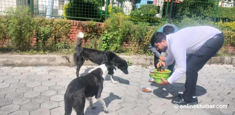 सिंहदरबारका भोका कुकुरले पाए आहारा