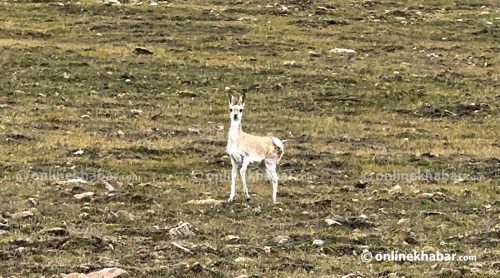 लिमी उपत्यकामा भेटियाे वन बाख्रा
