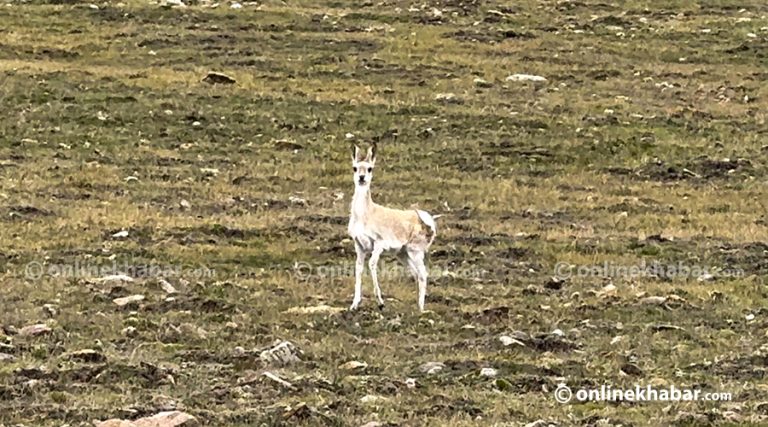 लिमी उपत्यकामा भेटियाे वन बाख्रा
