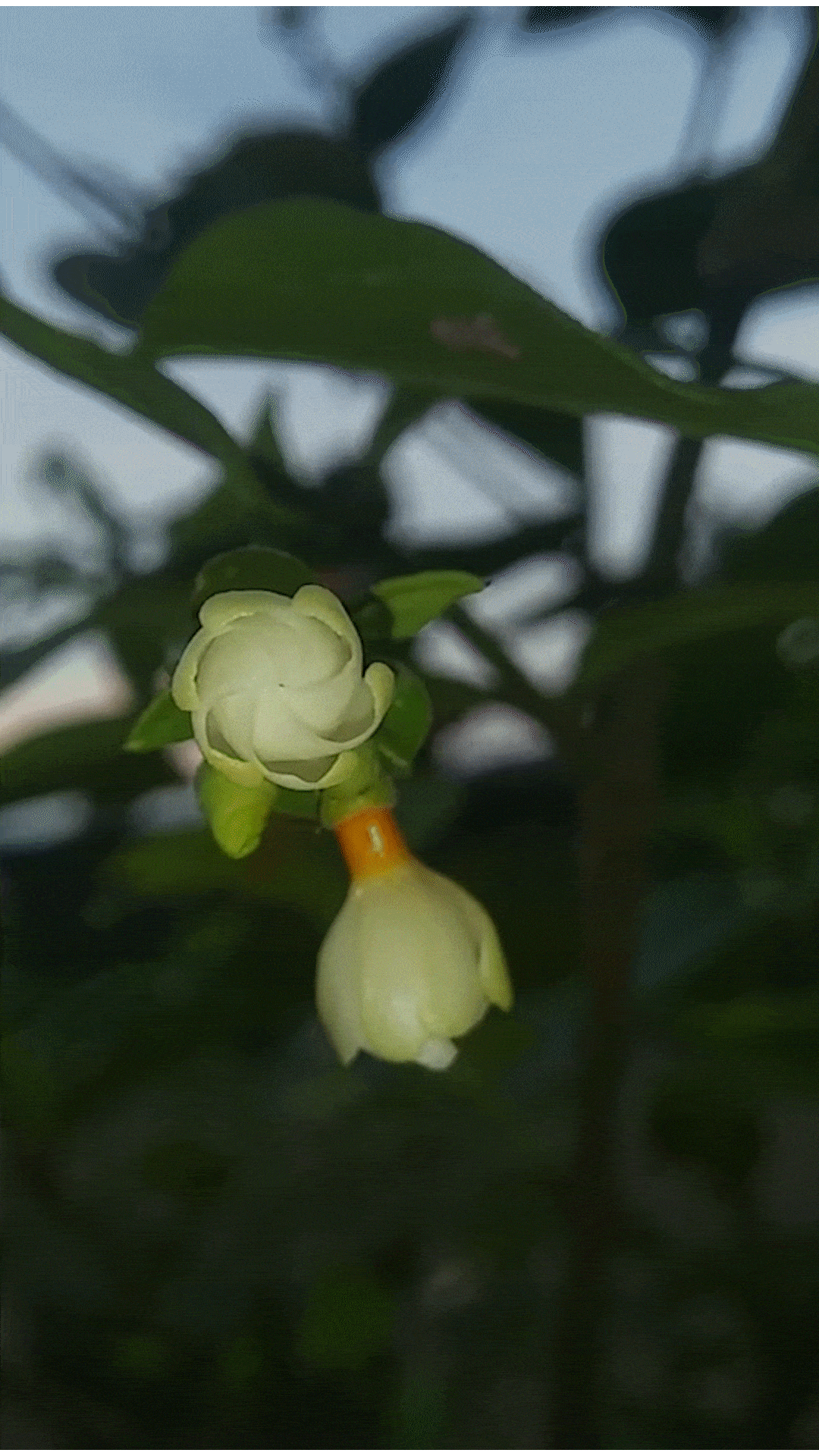 Parijat flower blooming GIF