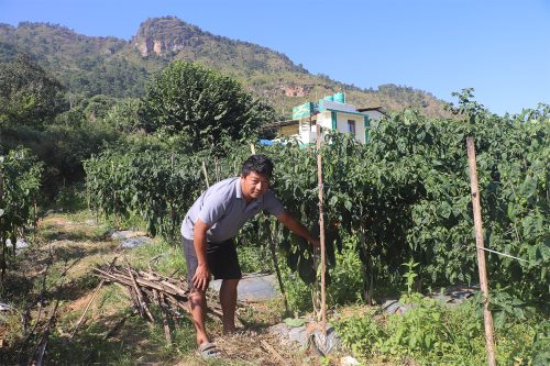 अकबरे खुर्सानी खेतीबाट वार्षिक ५५ लाख आम्दानी