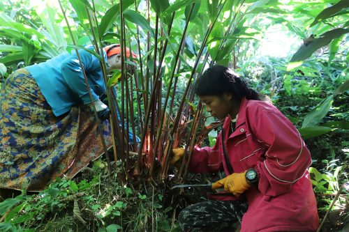 अलैँचीको मूल्य पाउँदा फुङ्लिङका किसान उत्साहित