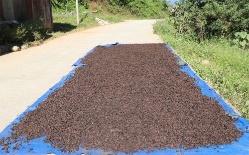 अलैँचीको मूल्य घट्यो, प्रतिमन ८० हजार