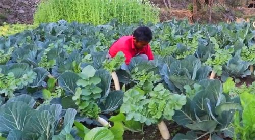 विदेशमा दुःख गर्नुभन्दा गाउँमै तरकारी फलाउँदा सुख