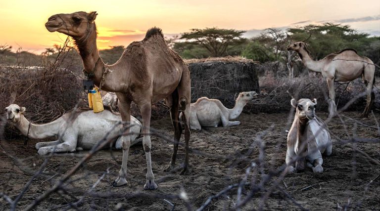 केन्यामा खडेरी : गाईको सट्टा उँट पाल्न थाले