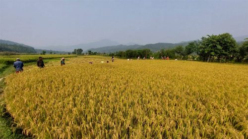 बेमौसमी वर्षाले गोरखाको धानबालीमा क्षति