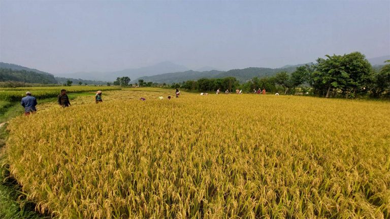 बेमौसमी वर्षाले गोरखाको धानबालीमा क्षति
