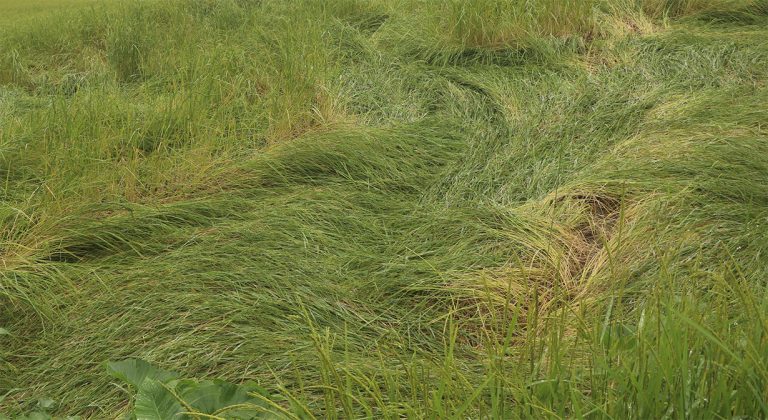 भोजपुरमा वर्षा र हावाहुरीले धानबालीमा क्षति
