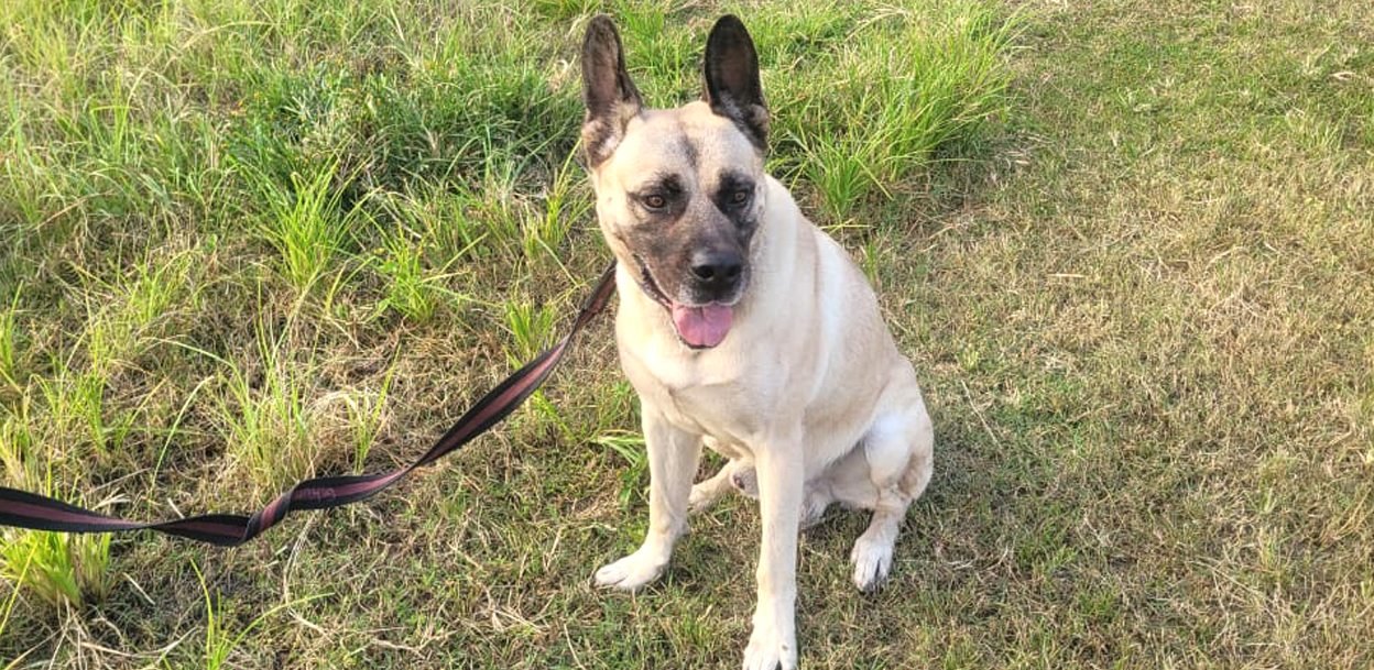 विमानस्थलमा गाँजा समात्ने घुङ्गुर जसले जित्यो उत्कृष्ट केनाइन अवार्ड