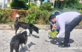 कुकुर–बिरालाका आहार निर्यात गरेर नेपालले भित्राउँछ करोडौं विदेशी मुद्रा