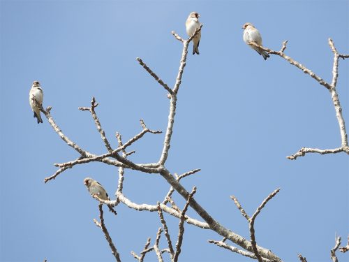 रेसुङ्गा र मदाने दुर्लभ चराको वासस्थान