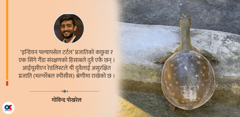 ‘पुतली कछुवा’ पछ्याउँदा…