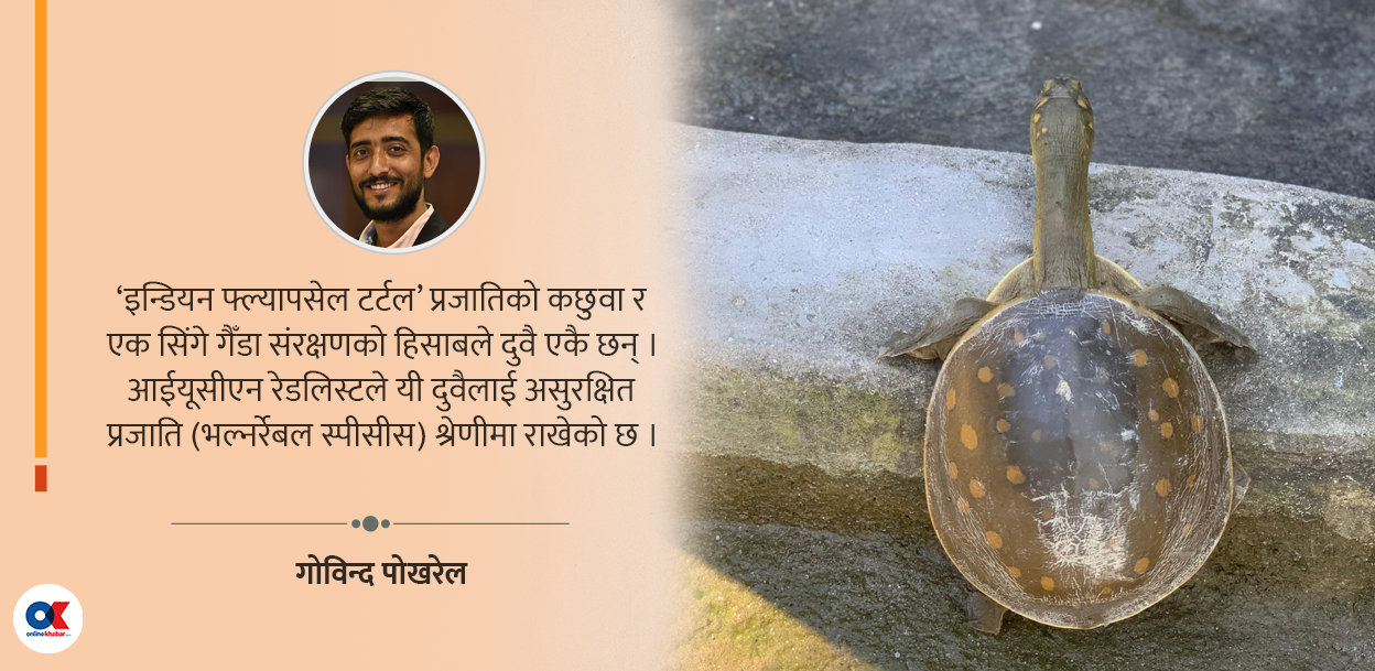 ‘पुतली कछुवा’ पछ्याउँदा…