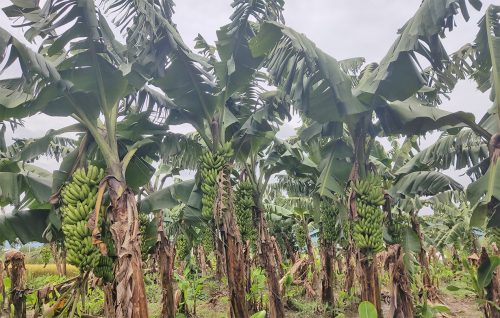 केरा बिक्री नहुँदा राप्ती गाउँपालिकाका किसान मर्कामा