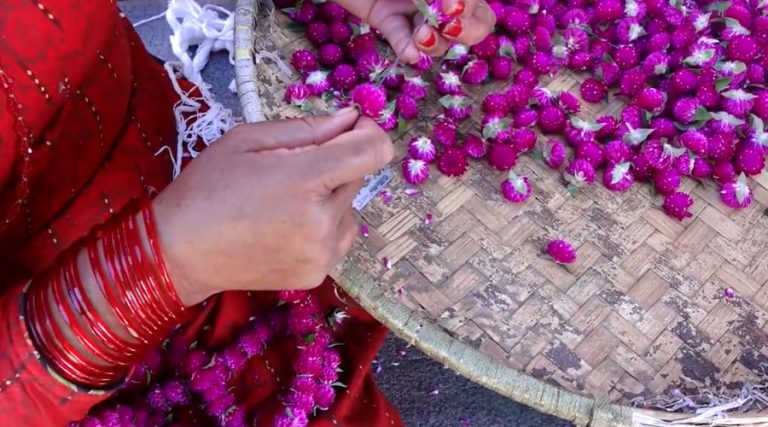 गुण्डुका किसान फूल टिप्न र माला गाँस्न व्यस्त