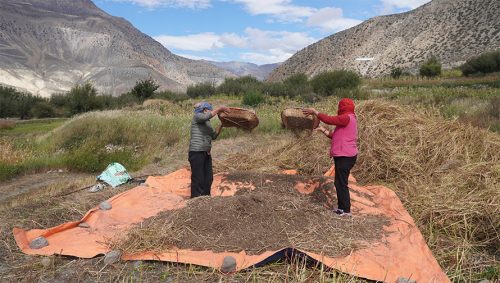मनाङका किसानले भित्र्याए फापर बाली