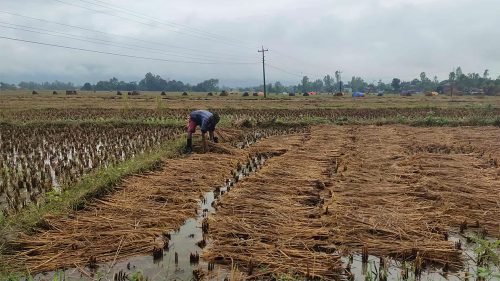 लगातारको वर्षाले महोत्तरीका किसानले थन्काउन पाएनन् धान