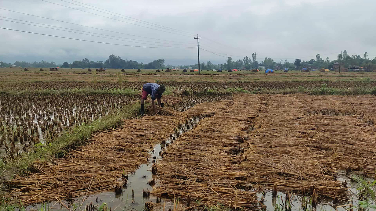 लगातारको वर्षाले महोत्तरीका किसानले थन्काउन पाएनन् धान