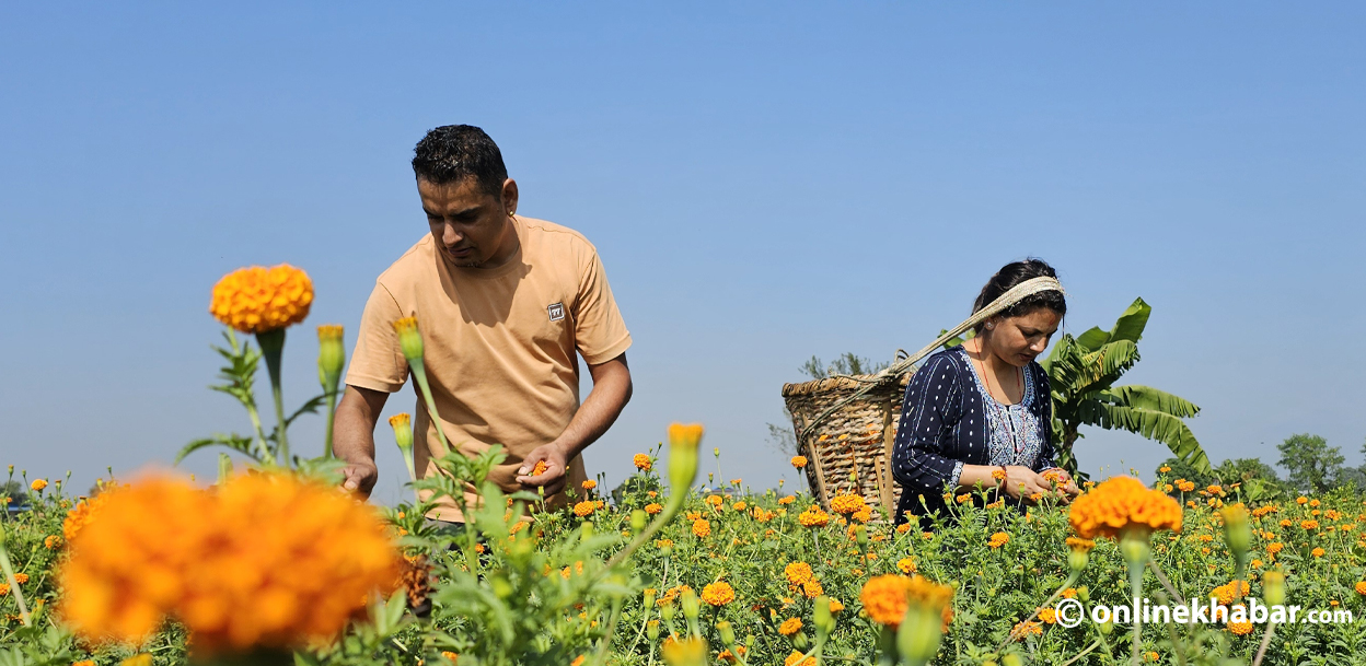 पत्रकारितासँगै फूल खेतीमा रमाउँदै निराजन