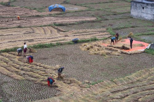 नुवाकोटका किसान वर्षातकै बीचमा धान भित्र्याउन व्यस्त