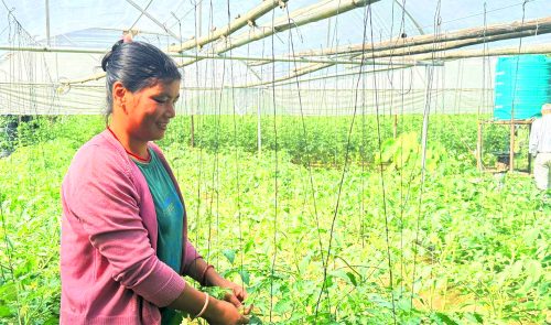 तरकारी खेतीबाटै नौ लाख कमाउँछिन् ढोरपाटनकी रिममाया