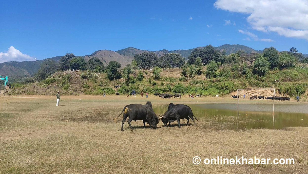 परम्परा जोगाउन रूकुमपूर्वमा गोरू जुधाउने प्रतियोगिता, तर छैन पर्याप्त बजेट