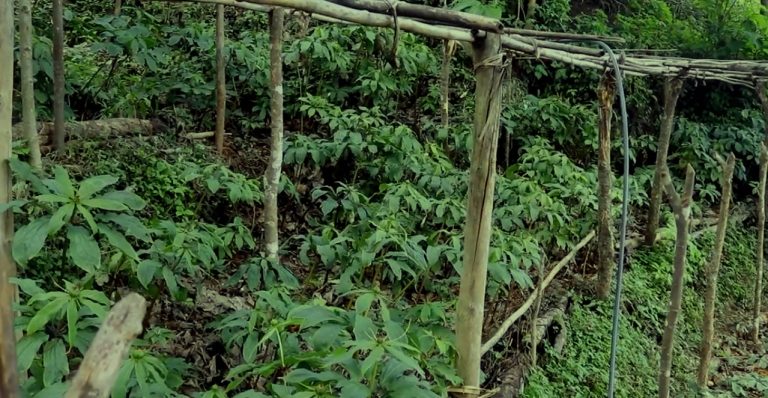 लेकाली भेगका किसानको आम्दानीको स्रोत सतुवा