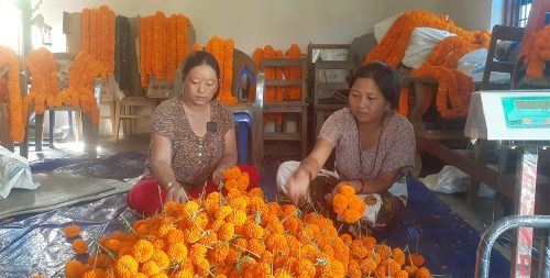 सयपत्री फूलको माग धान्न धौ–धौ