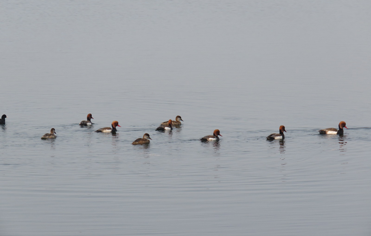 तालतलैयामा पाहुना चराको चहलपहल