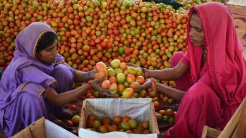 पाकिस्तानमा गोलभेडाको मूल्य प्रतिकिलो ७०० रुपैयाँसम्म