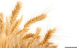 कृषि विभागले भन्यो- मौसम प्रतिकूल छ, गहुँ भण्डारण गर्नुहोस्