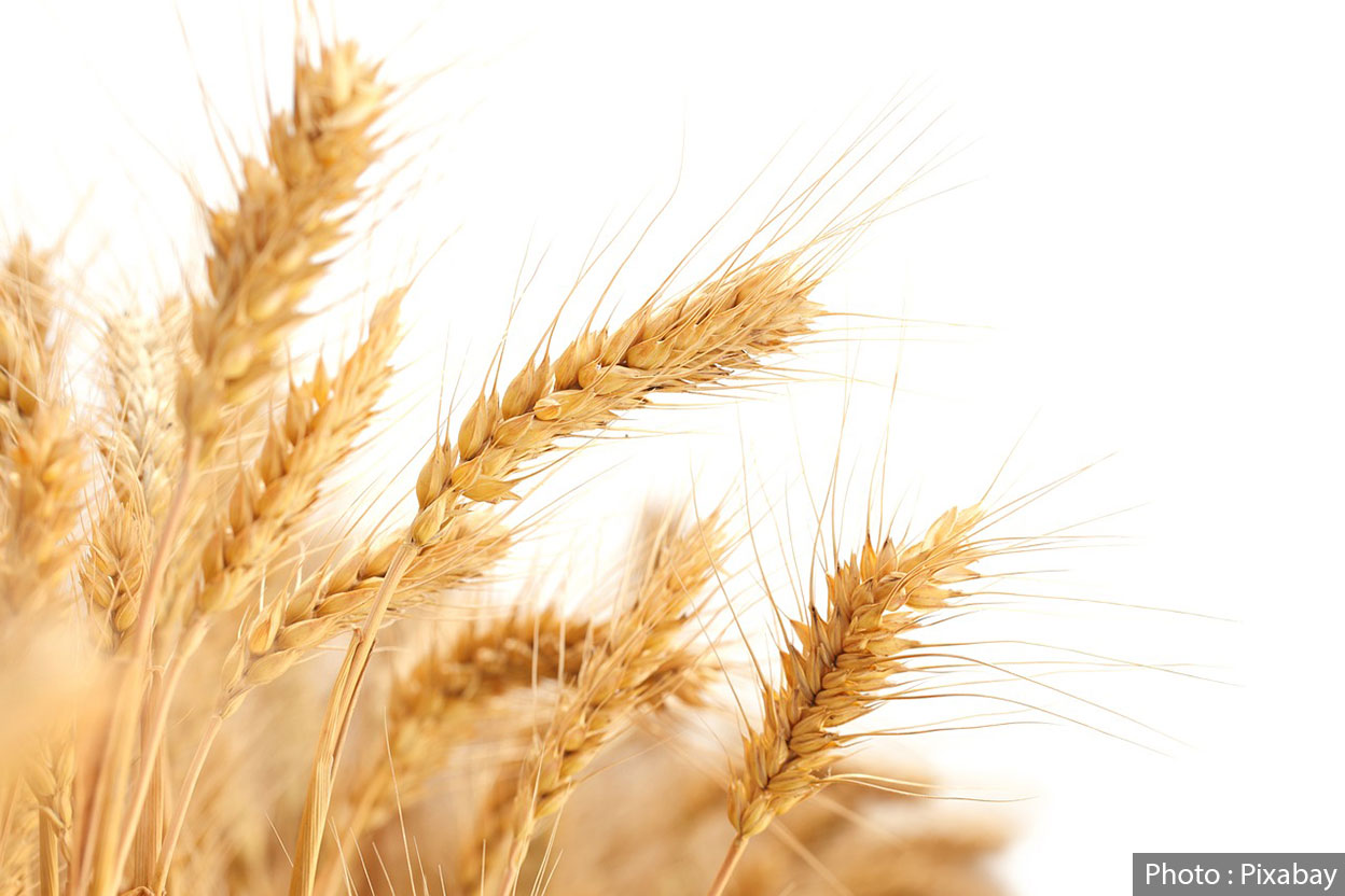 गहुँमा नयाँ खोज : अब एउटा फूलबाट तीन दाना, उत्पादन बढ्ने आशा