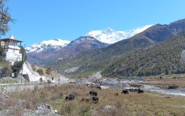 जलवायु परिवर्तनको प्रभाव : संकटमा चौँरी खर्क