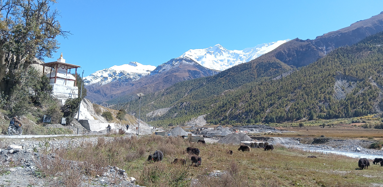 जलवायु परिवर्तनको प्रभाव : संकटमा चौँरी खर्क