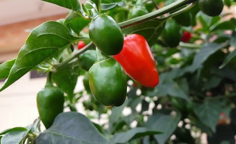 अकबरे खुर्सानीमा देखियो अत्यधिक विषादी